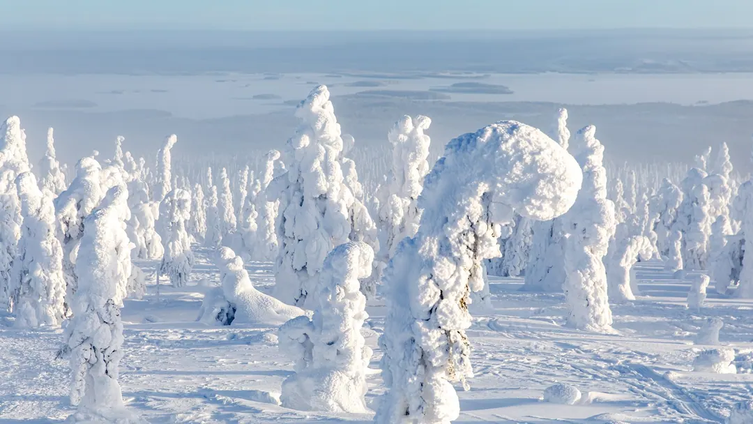 Spruce trees on Riisitunturi bent under thick crown snow-load