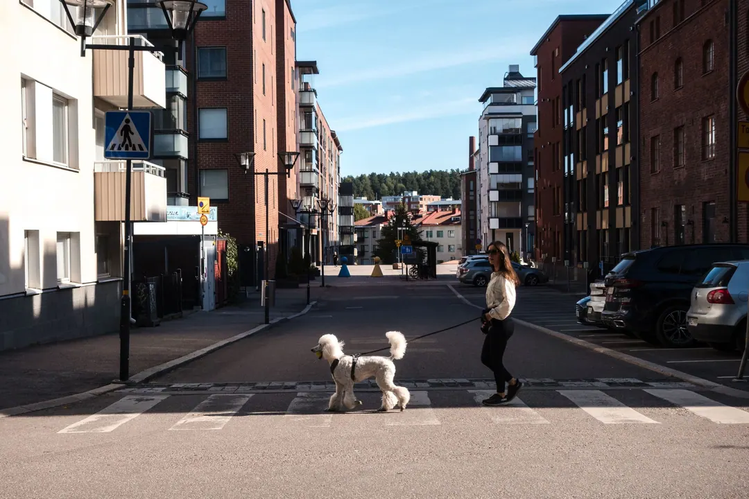 A woman walking a white poodle across a crossing on a quiet street of red and yellow apartment blocks in Finland