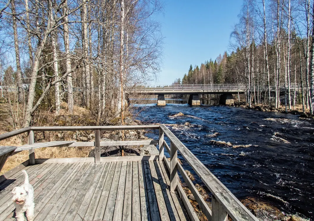 A wooden boardwalk beside rapids at Koirakoski in Sonkajärvi, birches on both banks and a small white dog on the planks