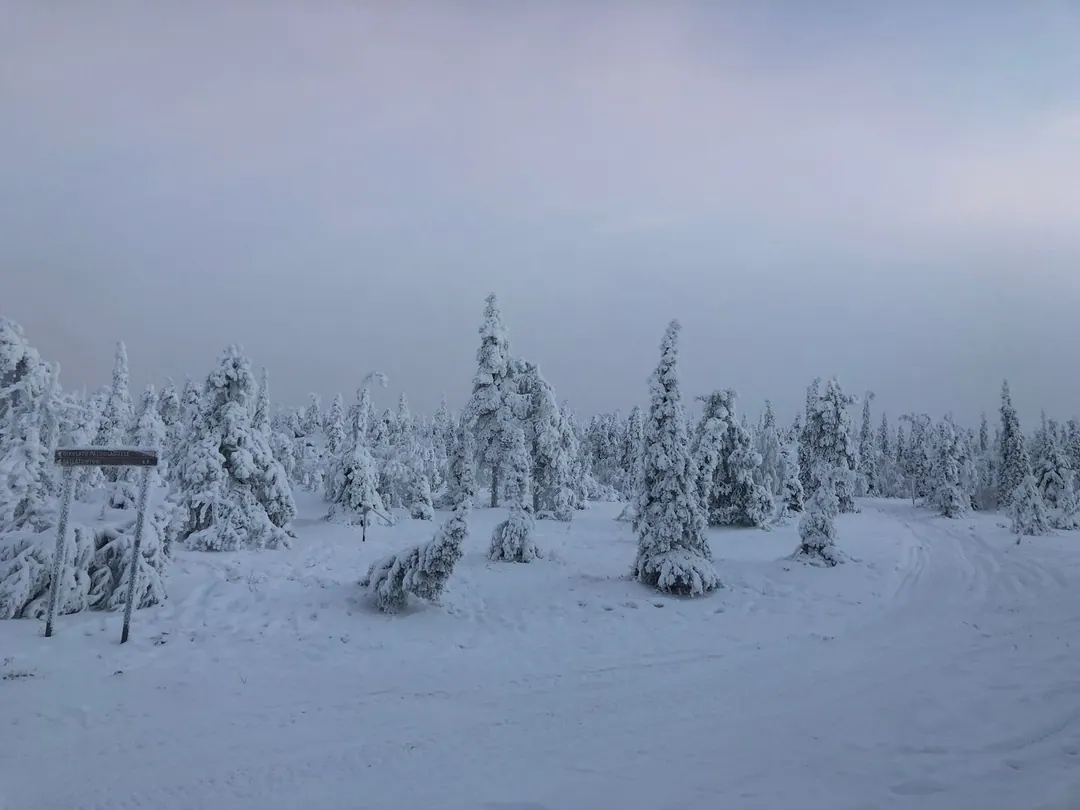kaamos - Snow-crusted spruces on open ground with a Finnish-language trail sign and a ski track, under flat grey-blue light