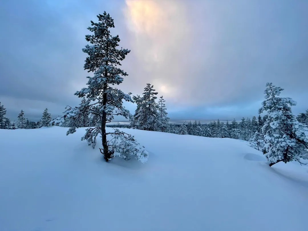 kaamos - Snow-laden pines on a slope with the sun sitting low behind cloud, the snow reading blue-white rather than white