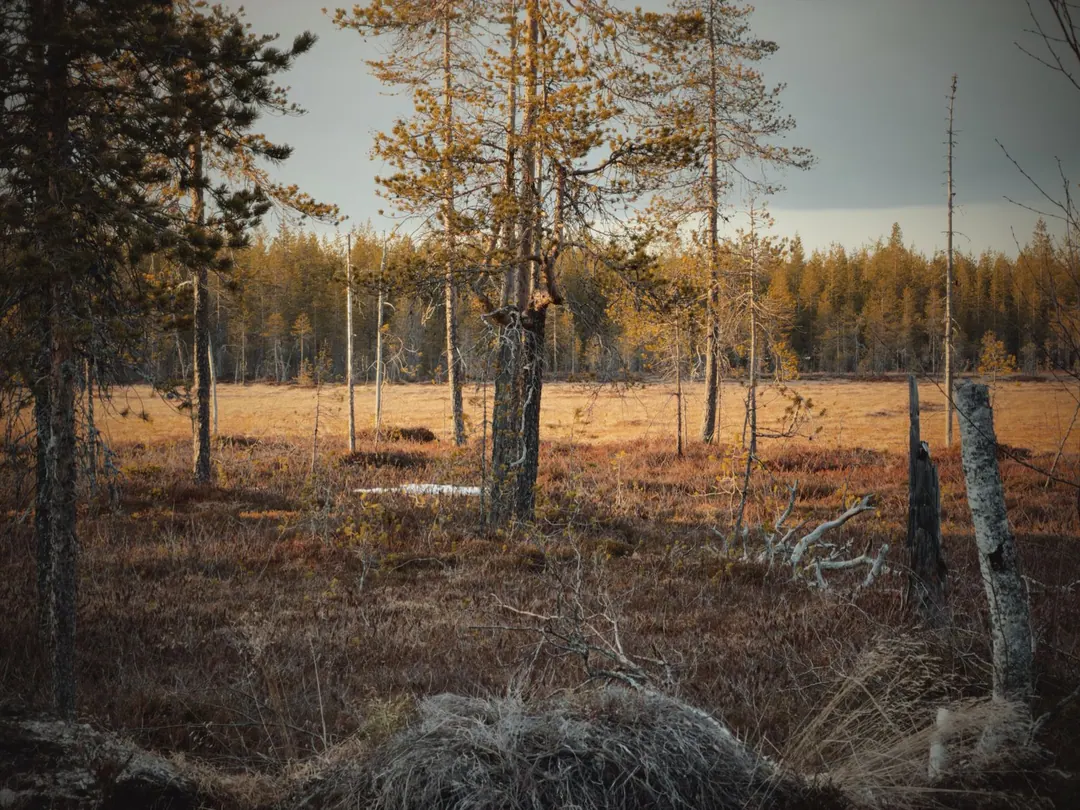 ruska - An open bog in Lapland with rust-red low scrub, scattered pines and a dark spruce forest along the far edge