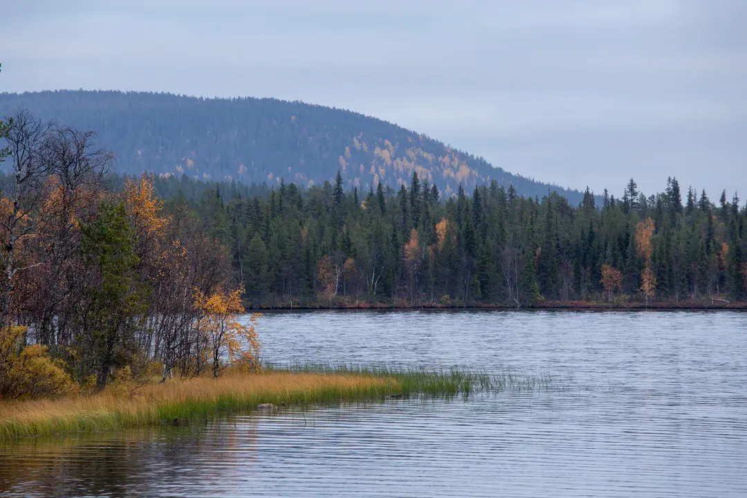 ruska - A Lapland lake with yellow birches scattered among spruce along the far shore and a low fell rising behind